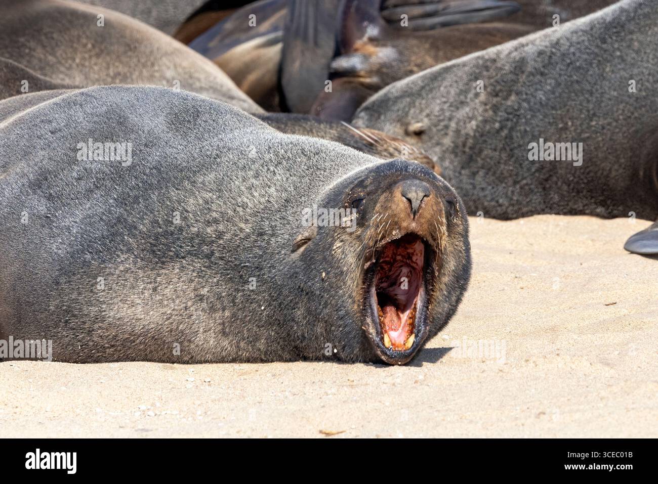 Cape fur seal (Arctocephalus pusillus) yawning - Mowe Bay Seal Colony - Skeleton Coast National Park, Namibia, Africa Stock Photo