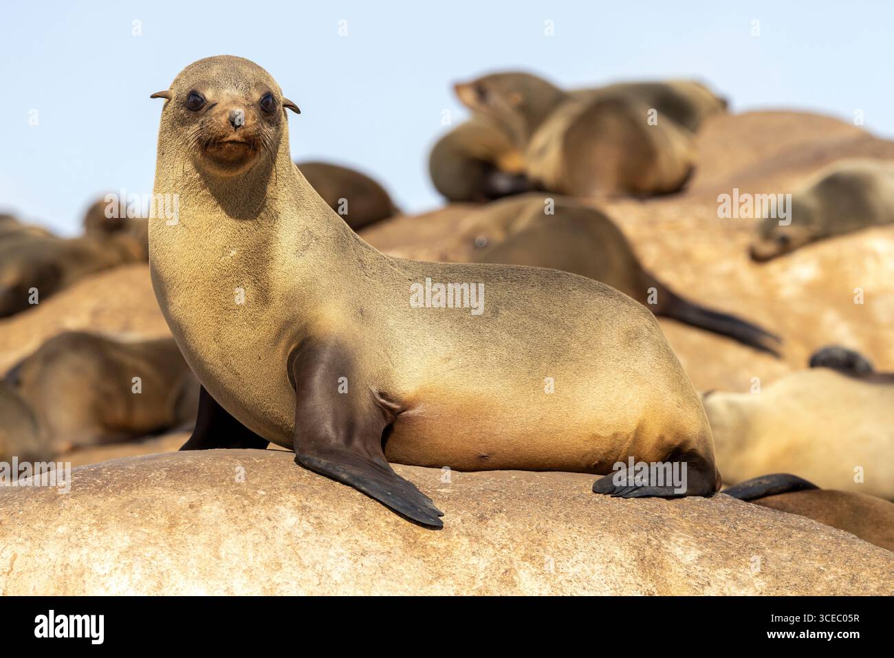Cape fur seals (Arctocephalus pusillus) at Mowe Bay Seal Colony - Skeleton Coast National Park, Namibia, Africa Stock Photo