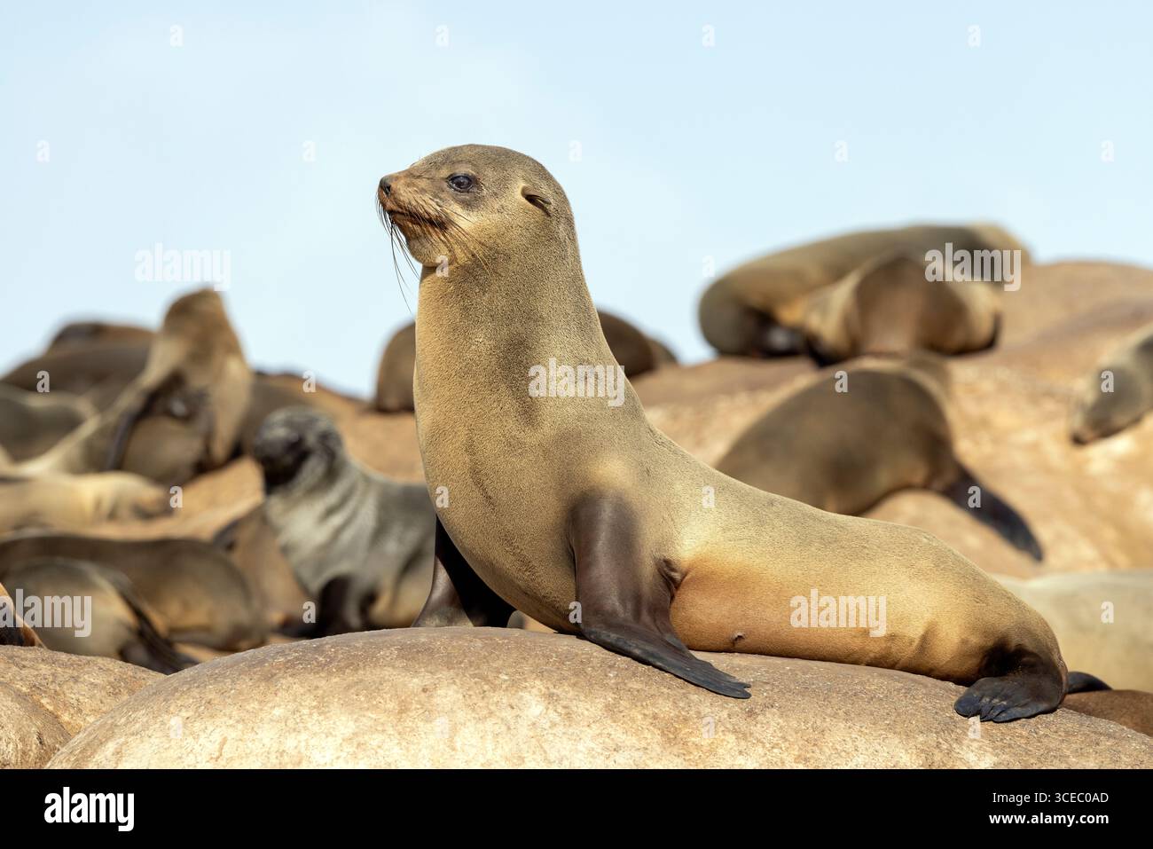 Cape fur seals (Arctocephalus pusillus) at Mowe Bay Seal Colony - Skeleton Coast National Park, Namibia, Africa Stock Photo