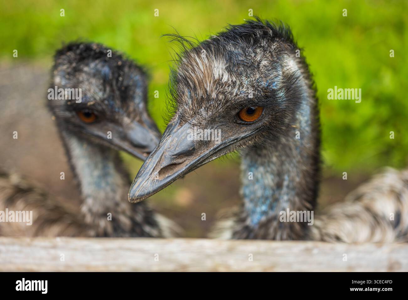 Pair of emus with sharp orange eyes Stock Photo - Alamy