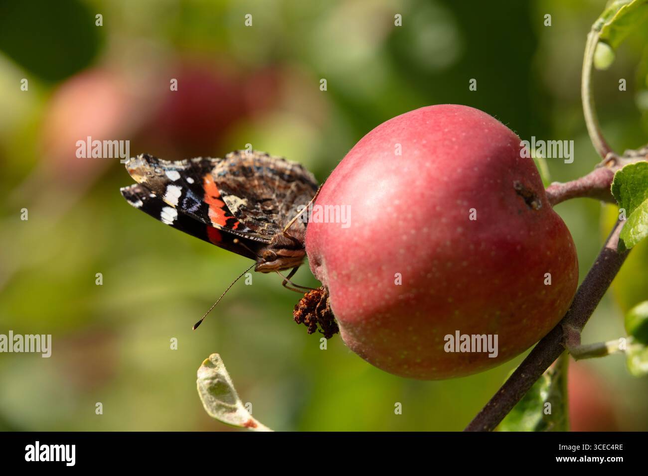 A red admiral butterfly sucks the juice from apples damaged by apple ...