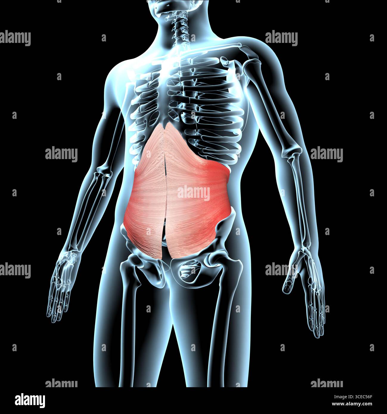 Ab Muscles Shape This 3d illustration shows the transverse abdominis muscles anatomical ...