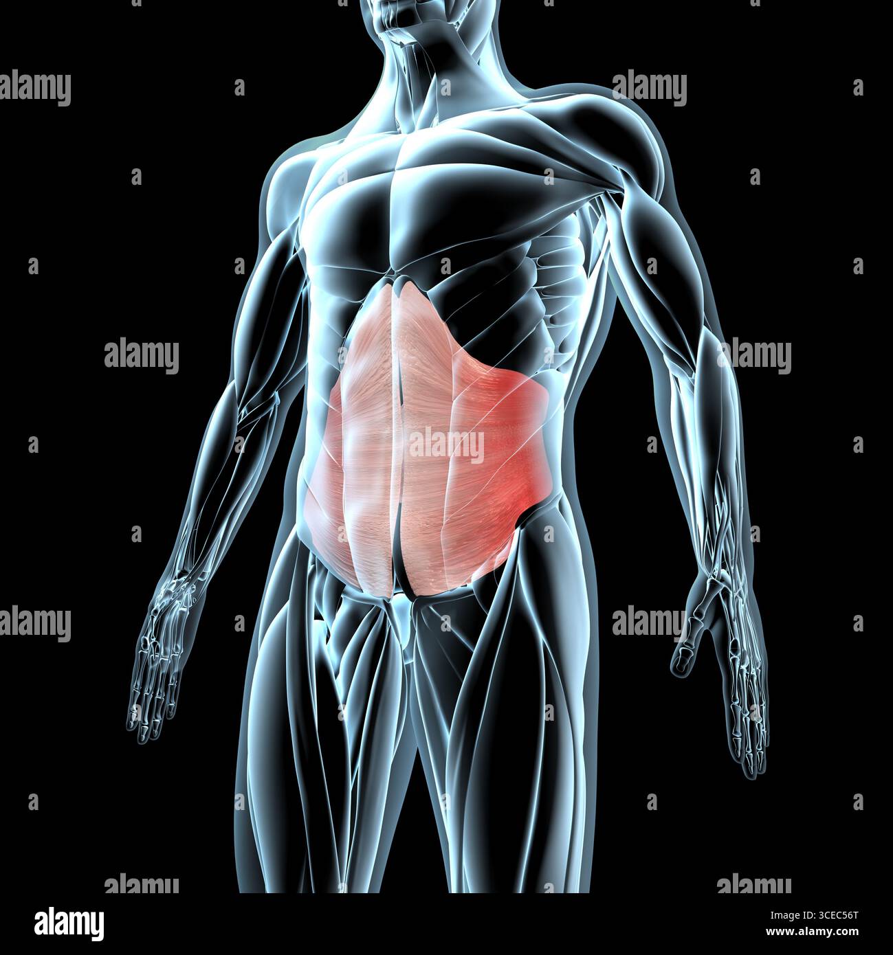 This 3d illustration shows a view of the transverse abdominis muscles ...