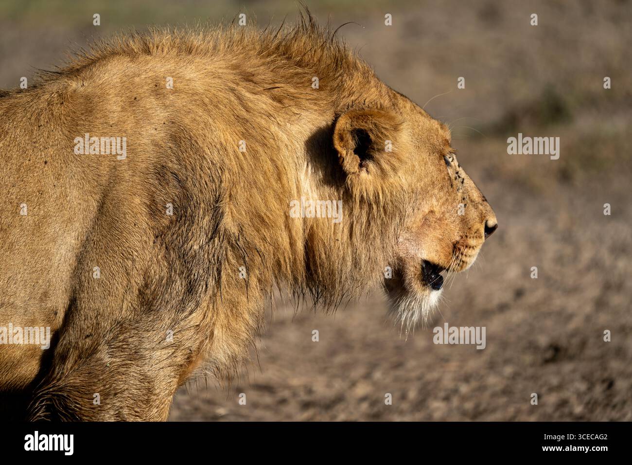 Lion side view hi-res stock photography and images - Alamy
