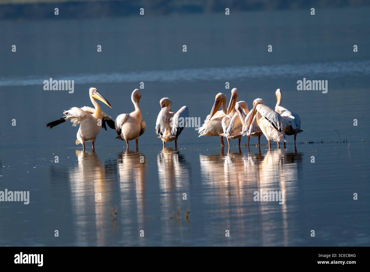 Great White Pelicans in Shallow Water at Lake Magadi, Ngorongoro Crater, Tanzania Stock Photo