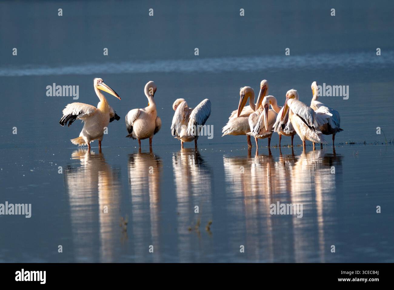 Great White Pelicans in Shallow Water at Lake Magadi, Ngorongoro Crater, Tanzania Stock Photo