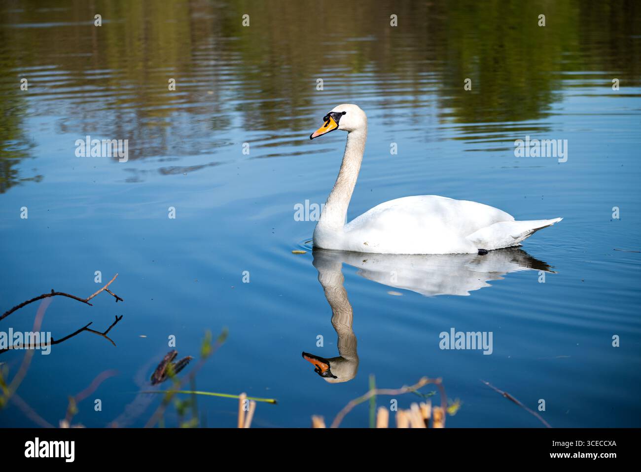 A Majestic White Swan Swimming Gracefully On A Still Lake Its Elegant A Majestic White Swan Swimming Gracefully On A Still Lake Its Elegant