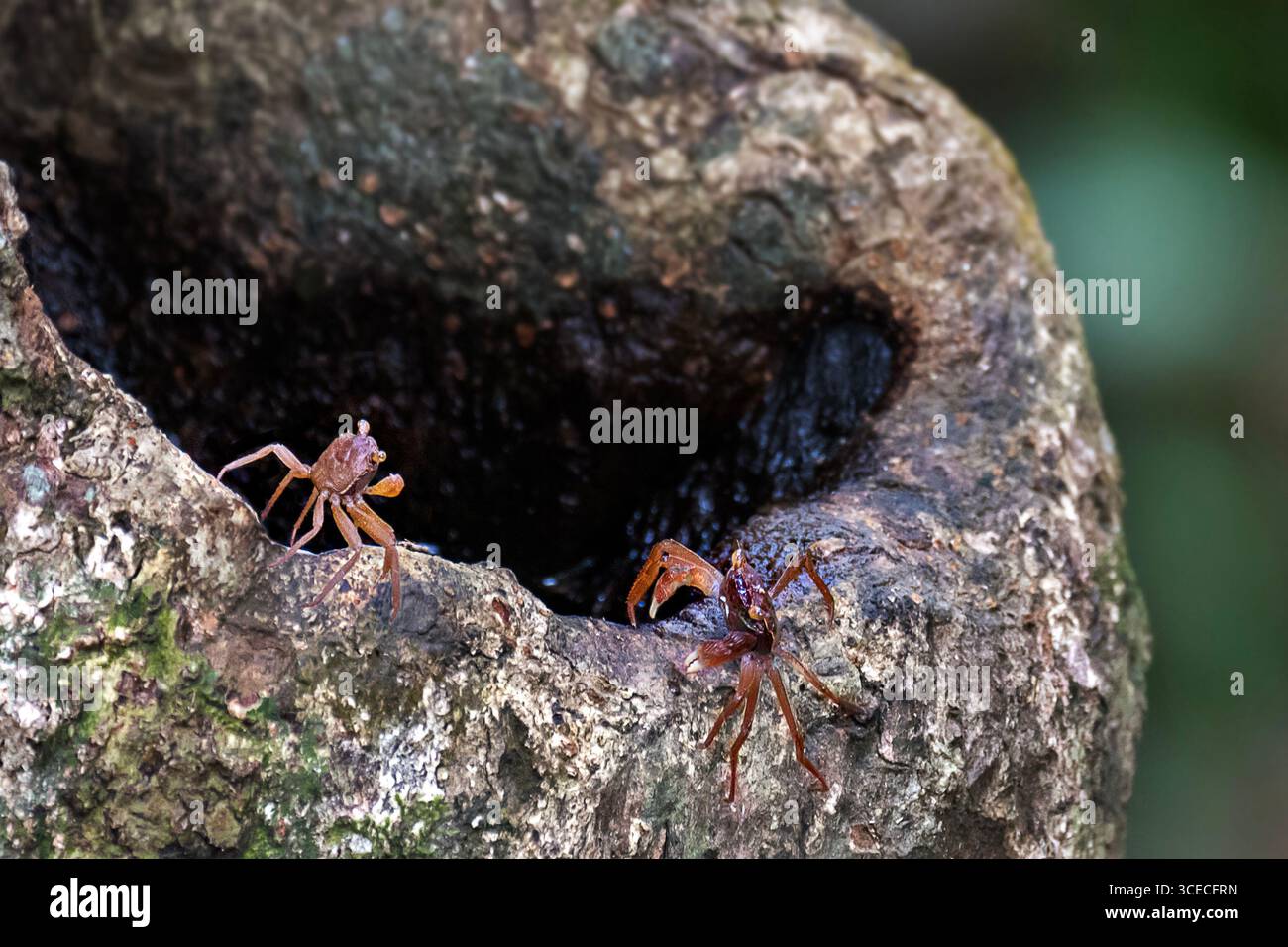Crabs in the tree hollow, Sabah, Borneo, Malaysia Stock Photo