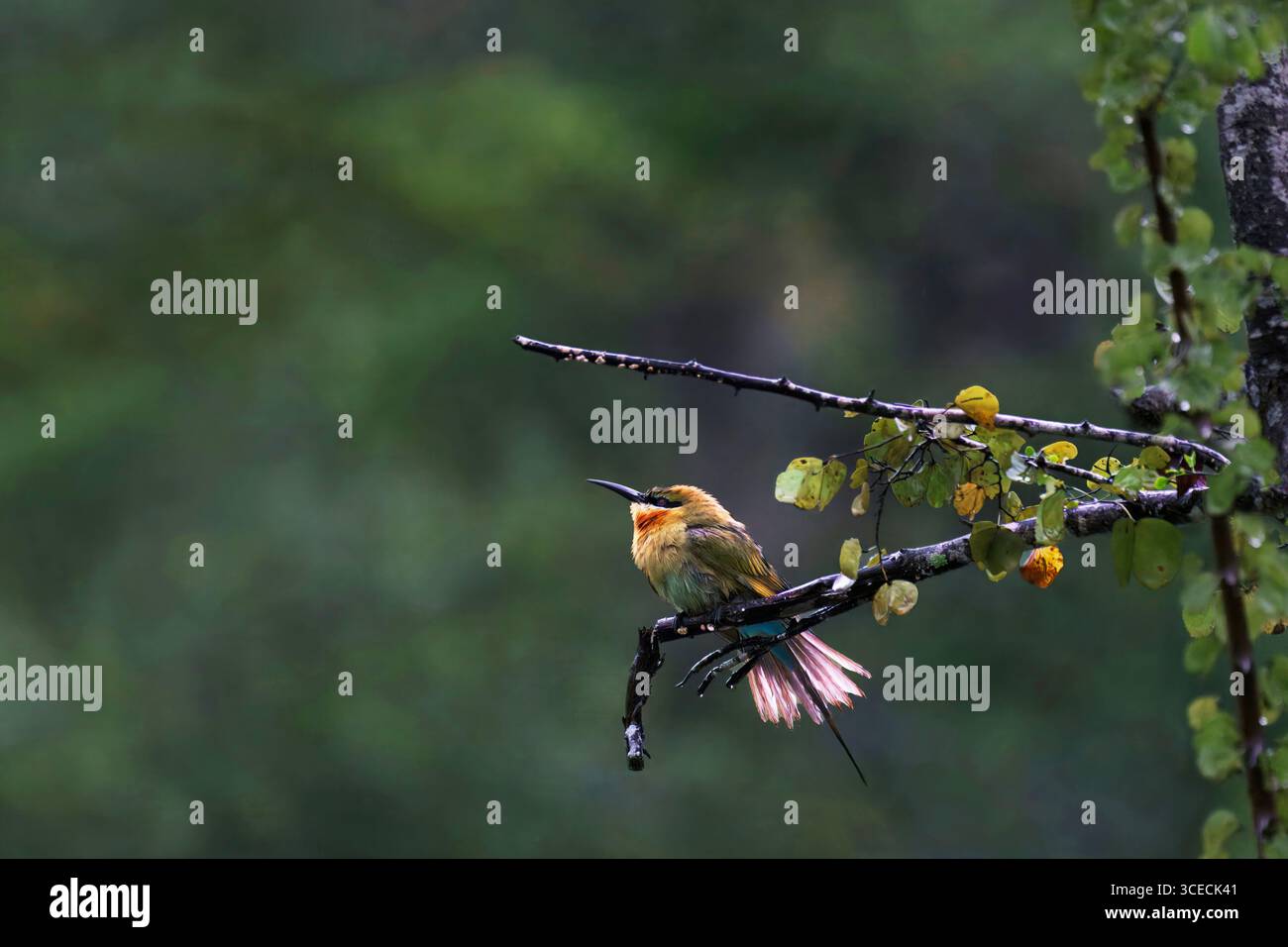 Blue Tailed Bee Eater in Sri Lanka Stock Photo