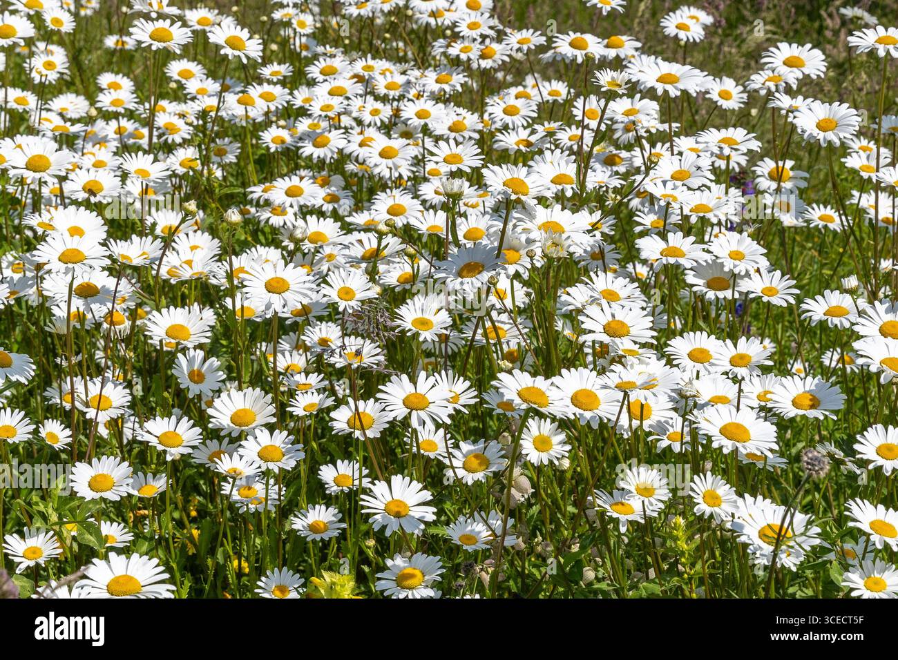 Growing summer daisies flowers in sunlight. Stock Photo