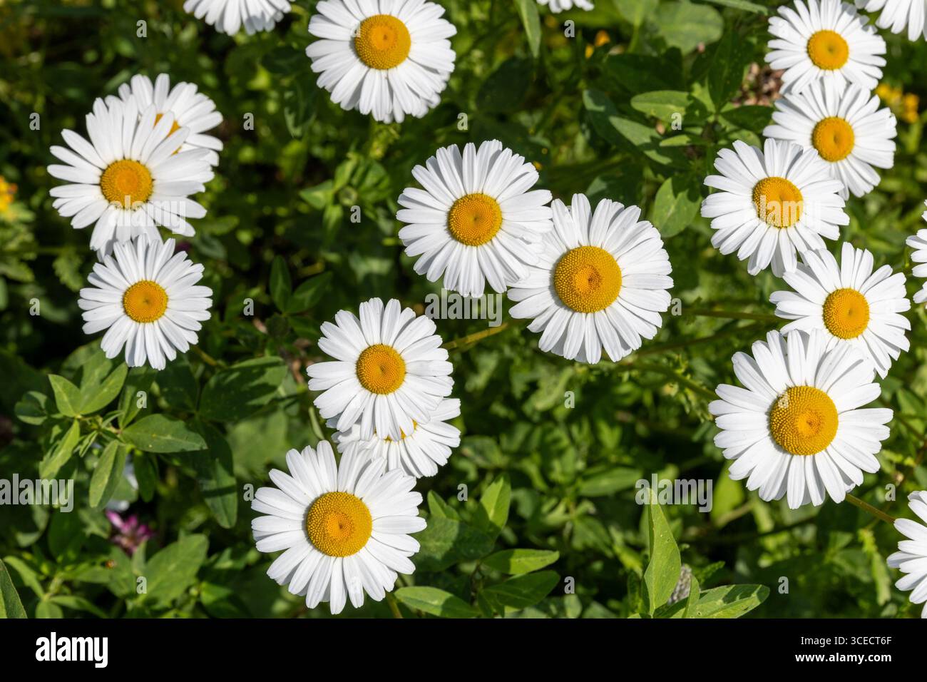 Growing summer daisies flowers in sunlight. Stock Photo
