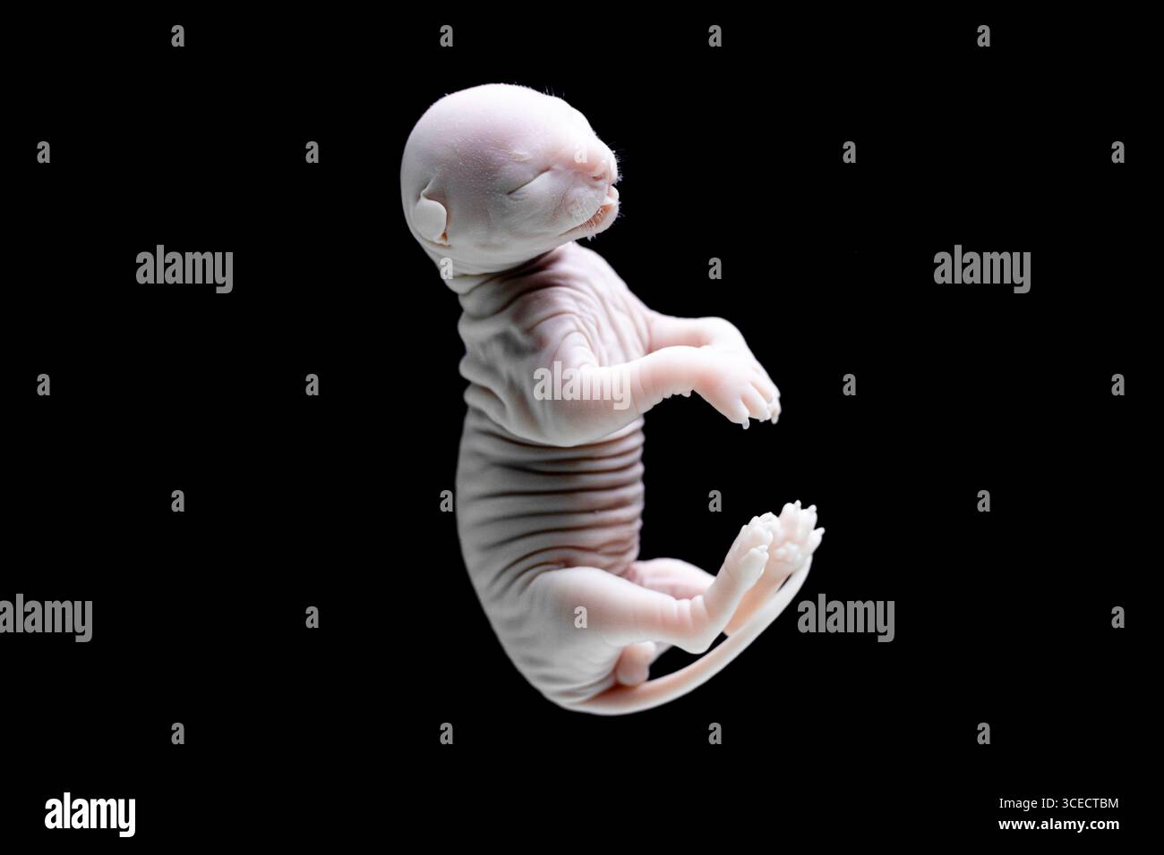 Close-up image of a developing cat embryo captured on a black ...