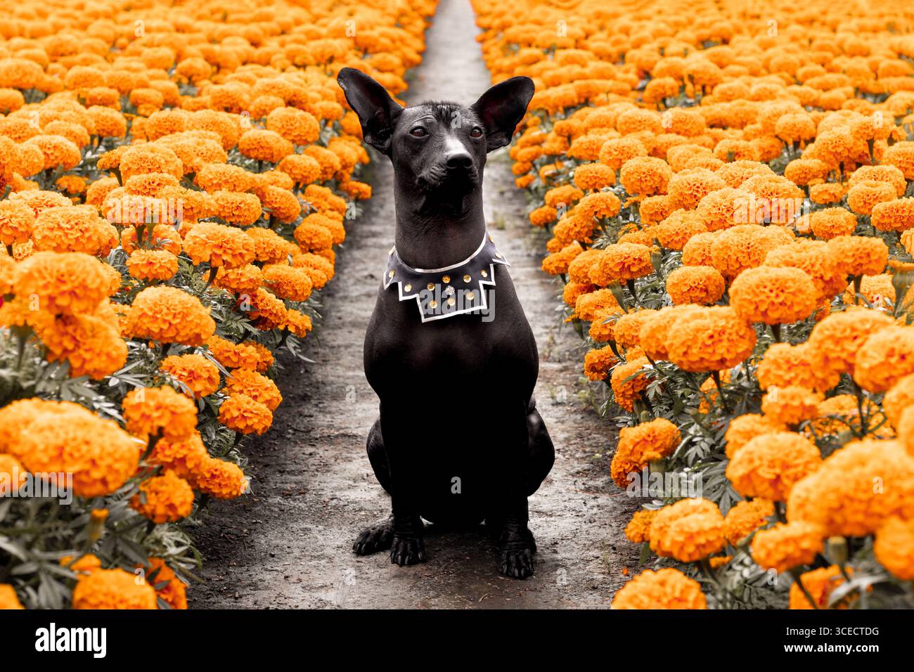 A majestic Xoloitzcuintle dog sits among vibrant Cempasuchil flowers, capturing the essence of Day of the Dead celebrations with a serene and dignifie Stock Photo