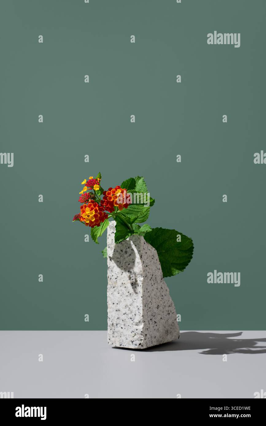 Red and yellow Lantana camara flowers in a stone-textured vase on a solid gray surface against a muted green background. The vibrant blooms are from t Stock Photo