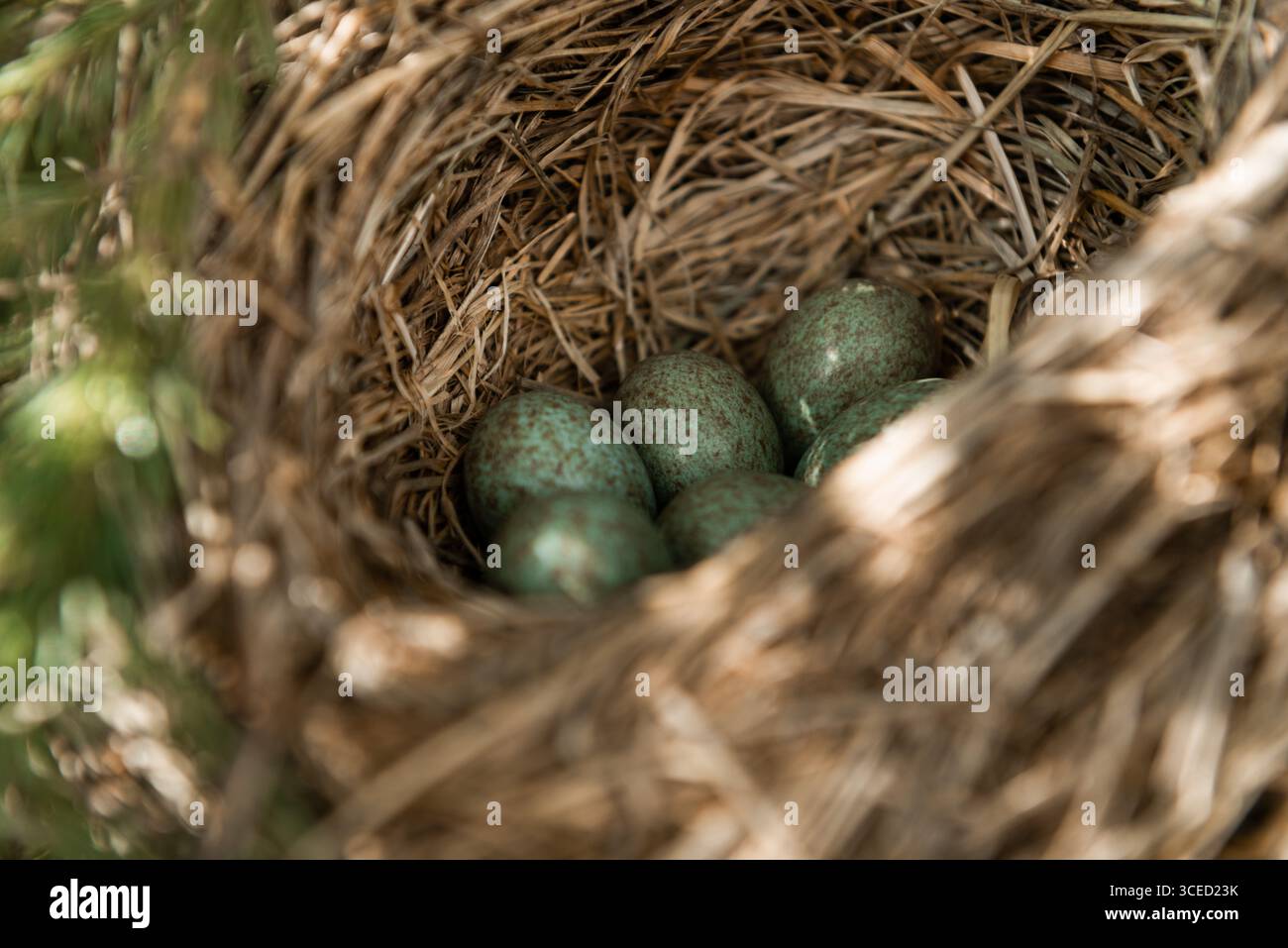 Thrush eggs hi-res stock photography and images - Alamy