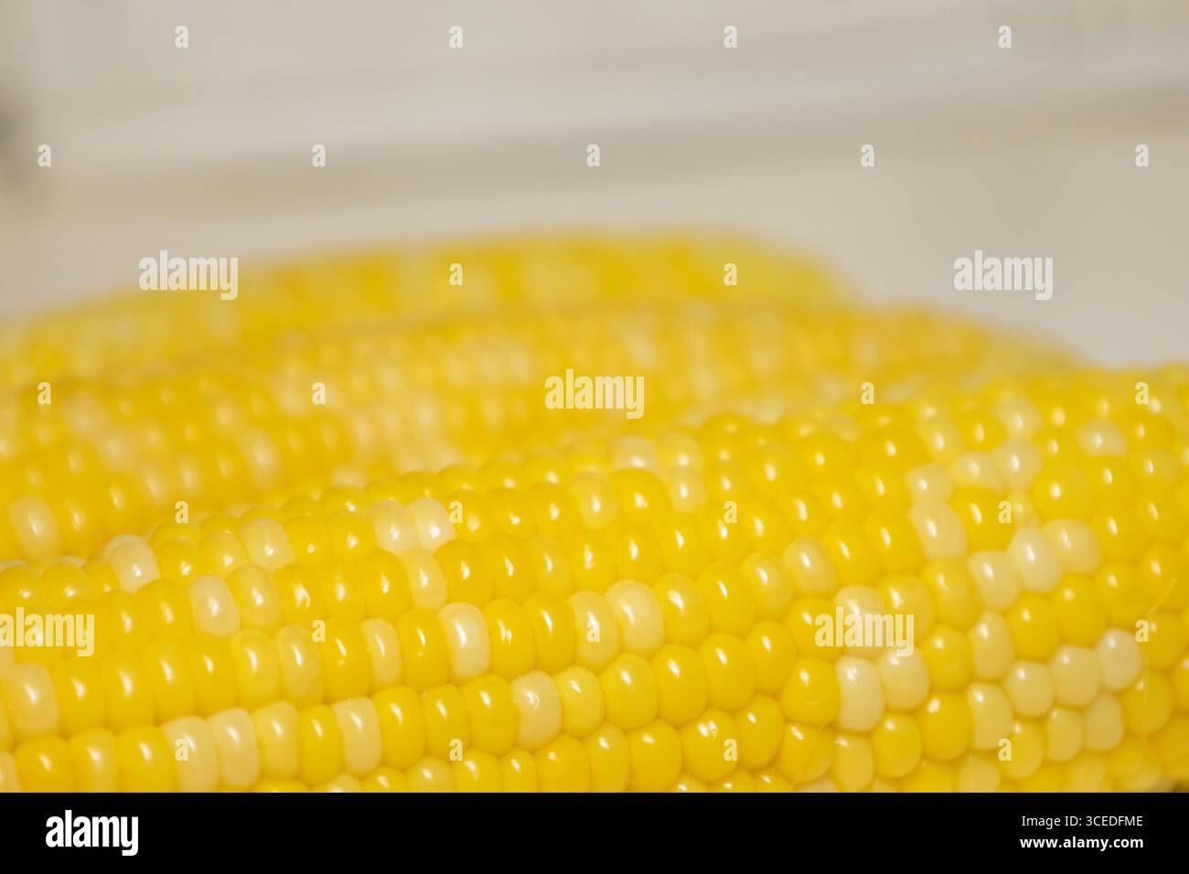 Close cooked cob of sweet corn against background. Tasty sweet corn on cob. Stock Photo