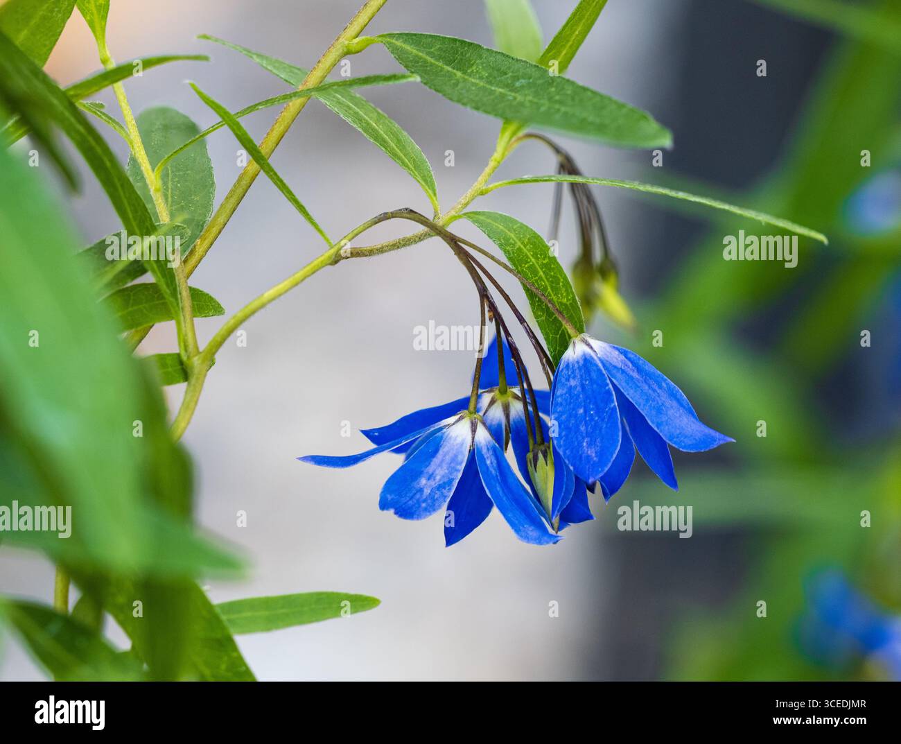 Bluebell creeper hi-res stock photography and images - Alamy