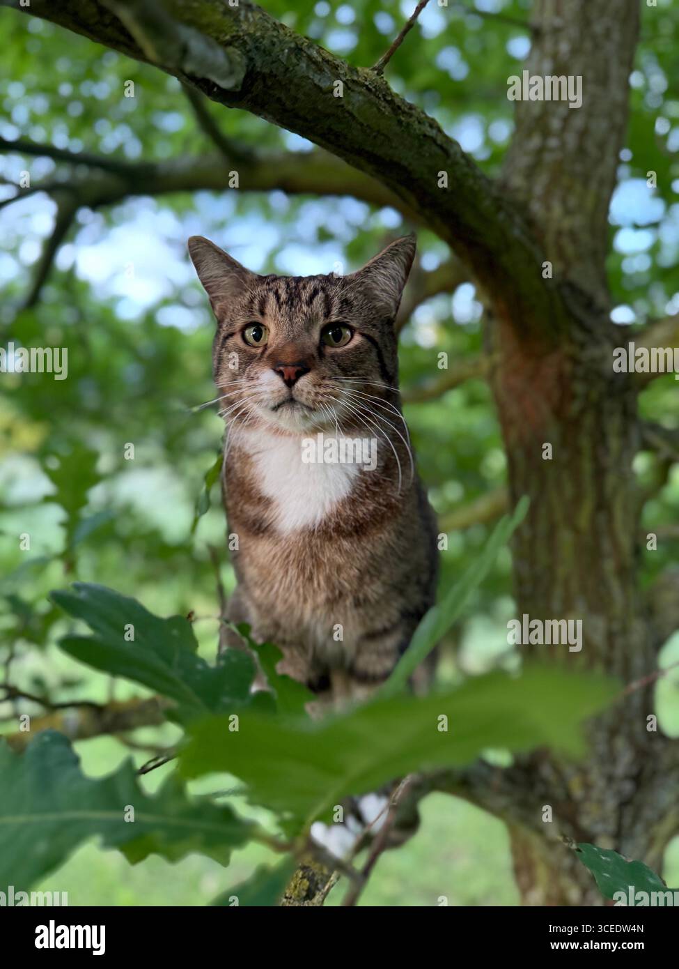 Mackerel Tabby Cat Climbing A Tree - Smartphone Captured Stock Image