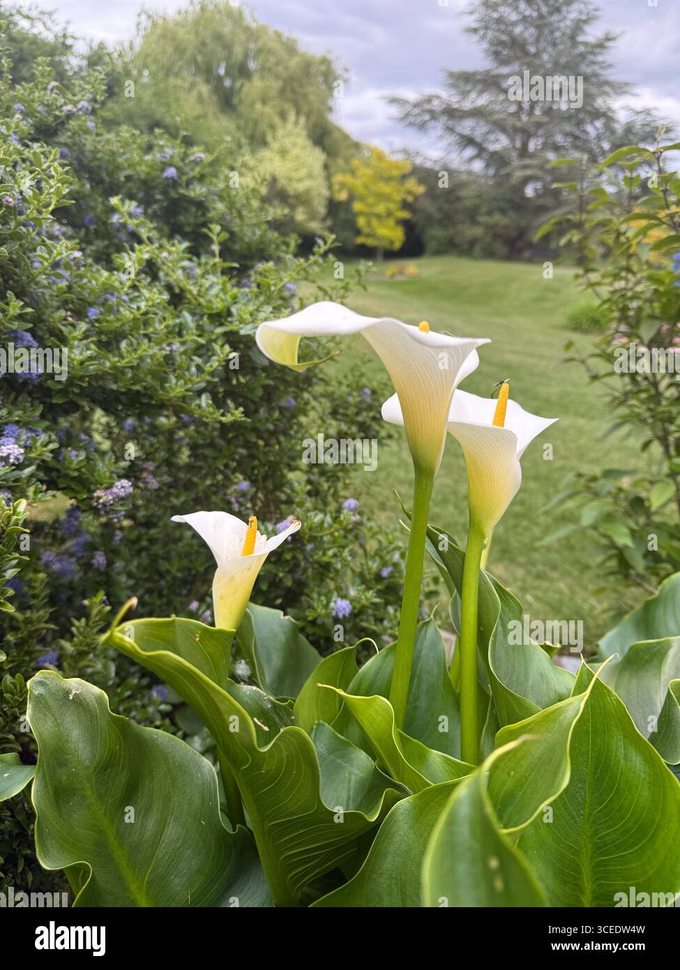 Zantedeschia Calla Lilies in a Garden - Smartphone Captured Stock Image