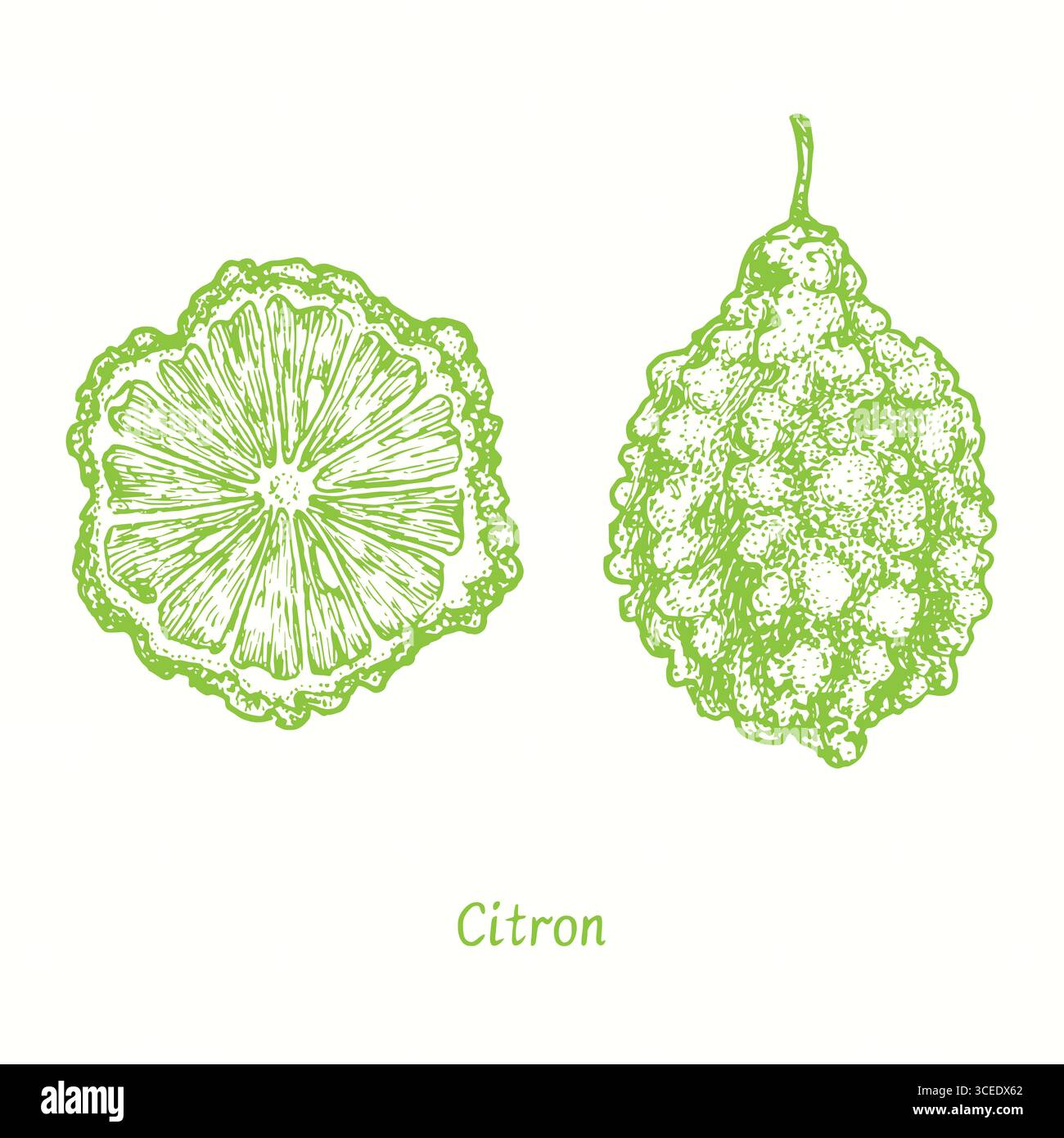 Citron  (Buddah hand) cut slice and fruit. Ink doodle drawing in woodcut style Stock Photo