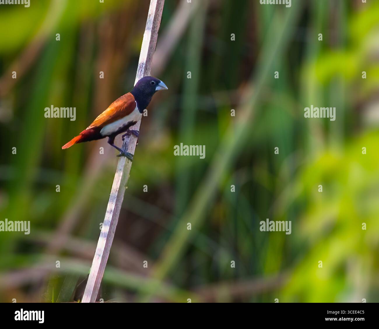 Tri color munia hi-res stock photography and images - Alamy