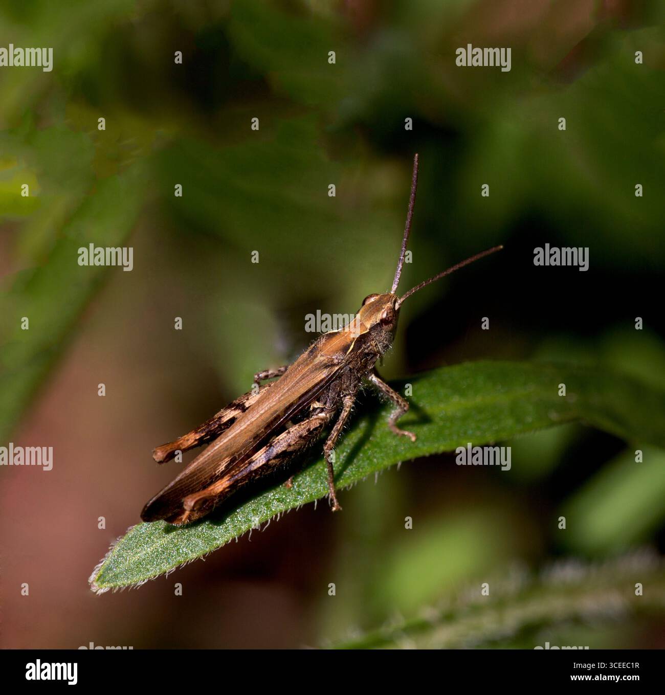 Common Field Grasshopper Stock Photo - Alamy