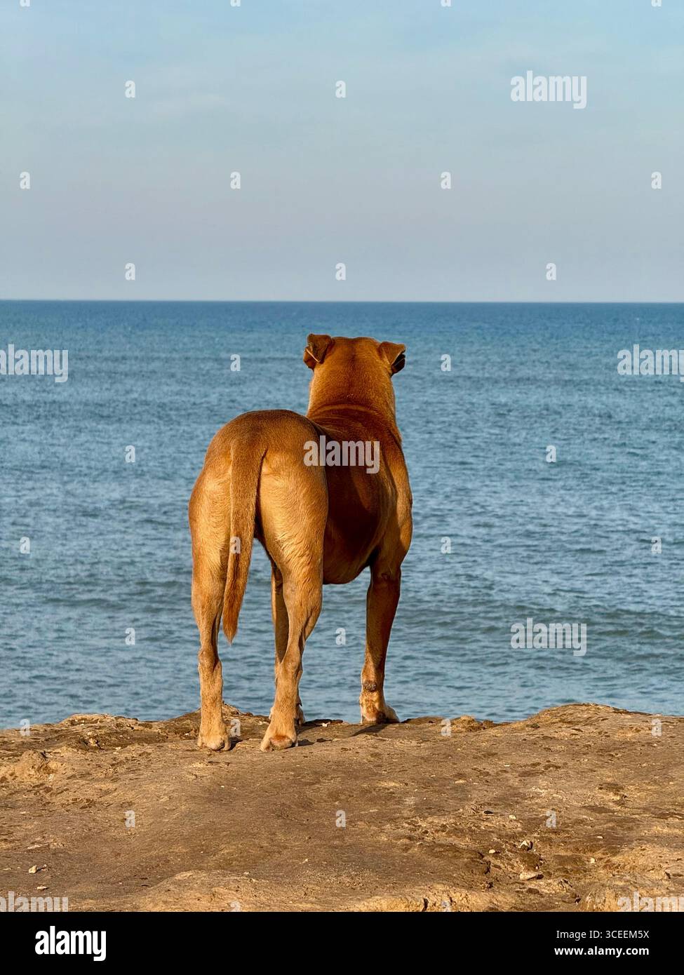 A rear view of a brown dog standing on the sand at the beach, looking out over the calm blue sea under a clear sky. - Smartphone Captured Stock Image