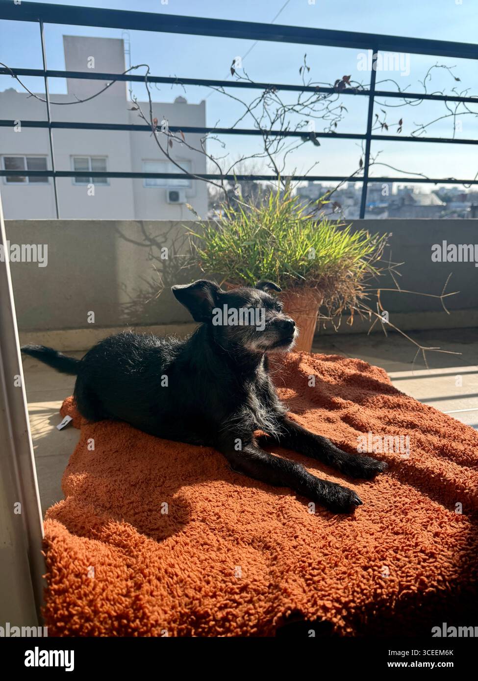 A black dog lying on an orange outdoor carpet in the sunshine. - Smartphone Captured Stock Image