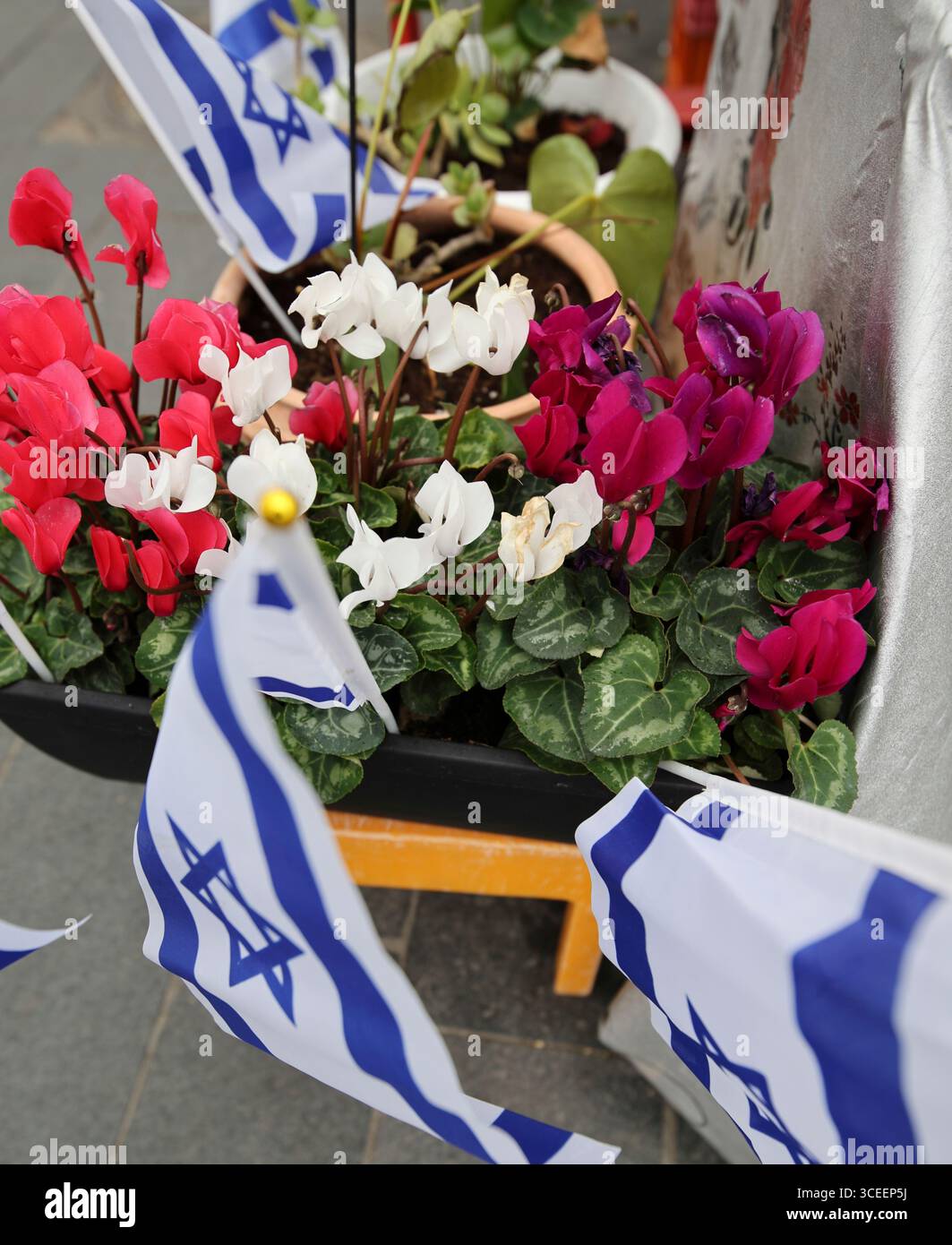 Plants and flowers are surrounded by Israeli flags at a shop along Jaffa Street in Jerusalem on Feb. 12, 2025. Photo by Raquel G. Frohlich. Stock Photo