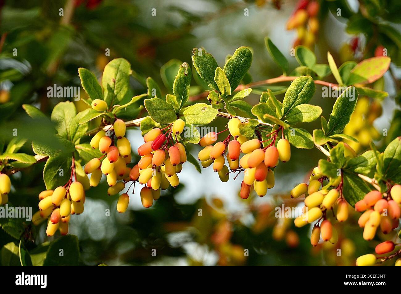 Berberis vulgaris, commonly known as the barberry or simply barberry ...