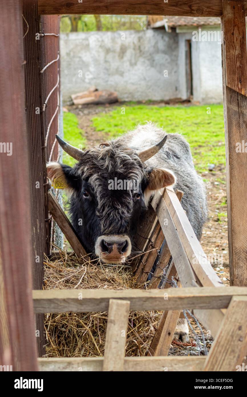 Strong horned bull stands behind rough wooden frame while chewing hay ...