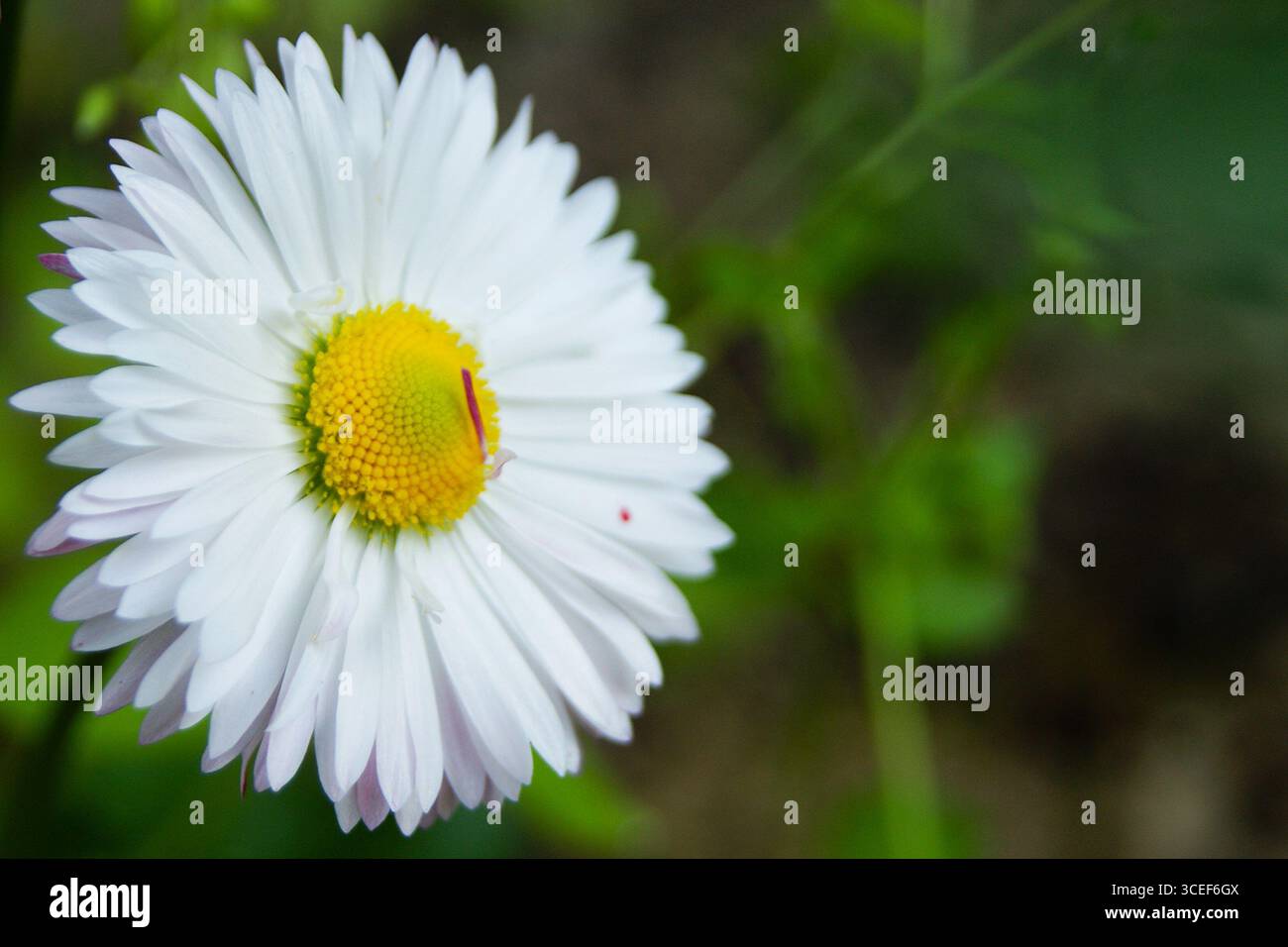 Close-up of a chamomile flower on a green blurred background. Calmness and lightness. - Stock Image
