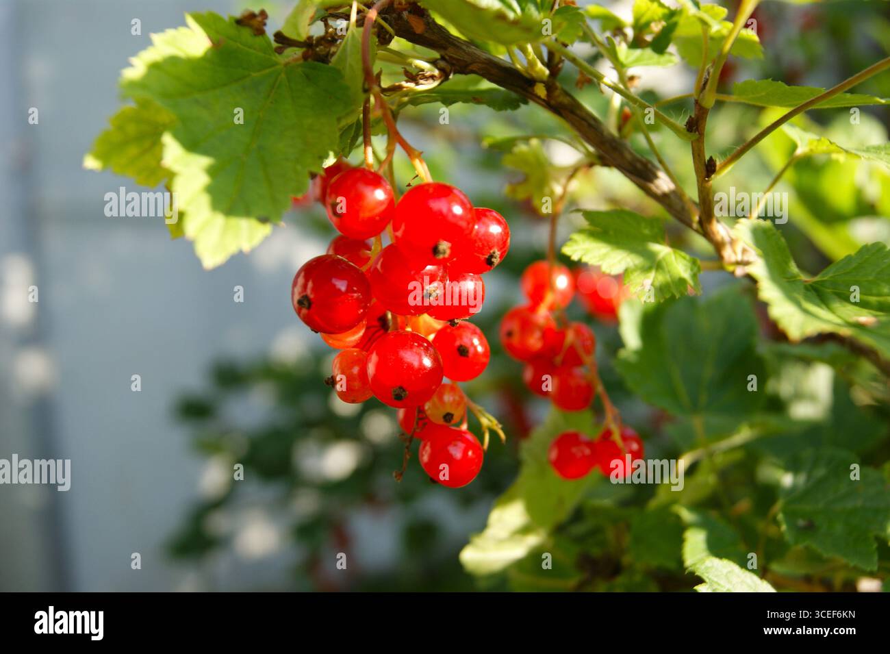 Redcurrants on a bush. Close-up of redcurrants on a bush in sunlight. Bright and fresh berries are ready to eat. - Stock Image