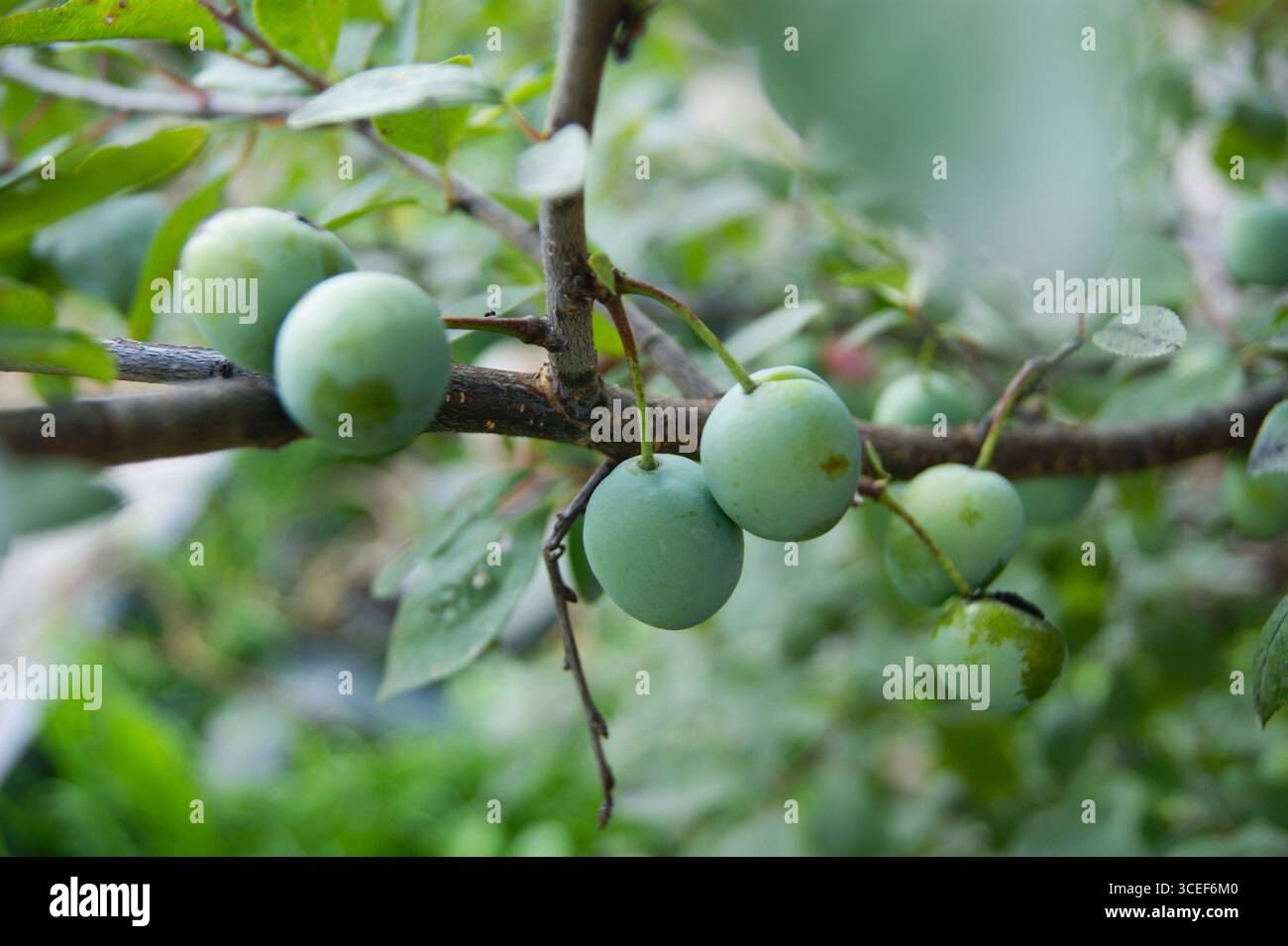Close-up of green unripe plums on a branch with leaves. Green, natural, fresh look. - Stock Image