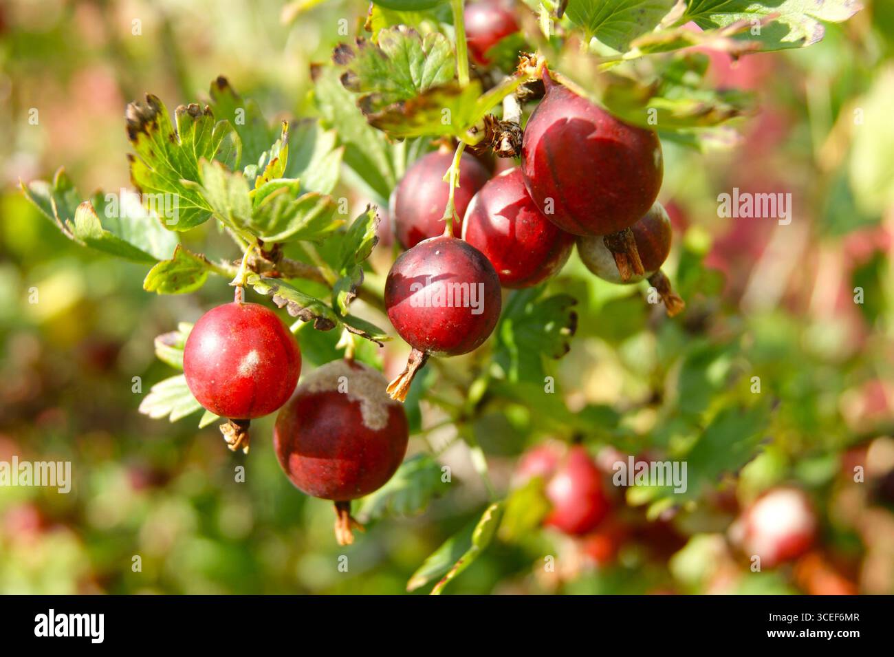 Close-up of ripe red gooseberries on a bush in a sunny garden. The photo shows the generous harvest and freshness of summer berries. - Stock Image