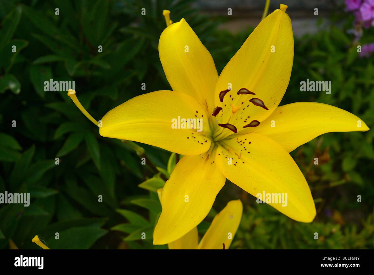Beautiful yellow lilies in the garden close-up - horizontal photo. For websites, books, postcards. - Stock Image