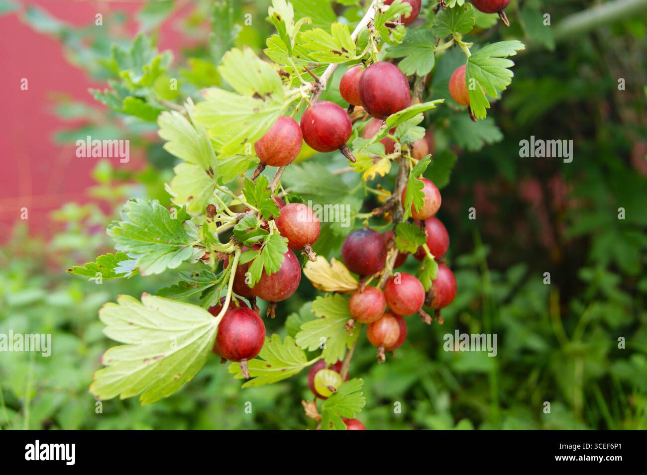 Close-up of ripe red gooseberries on a bush in a sunny garden. The photo shows the generous harvest and freshness of summer berries. - Stock Image