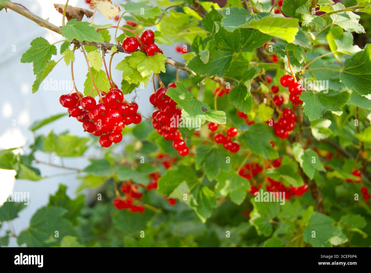 Redcurrants on a bush. Close-up of redcurrants on a bush in sunlight. Bright and fresh berries are ready to eat. - Stock Image