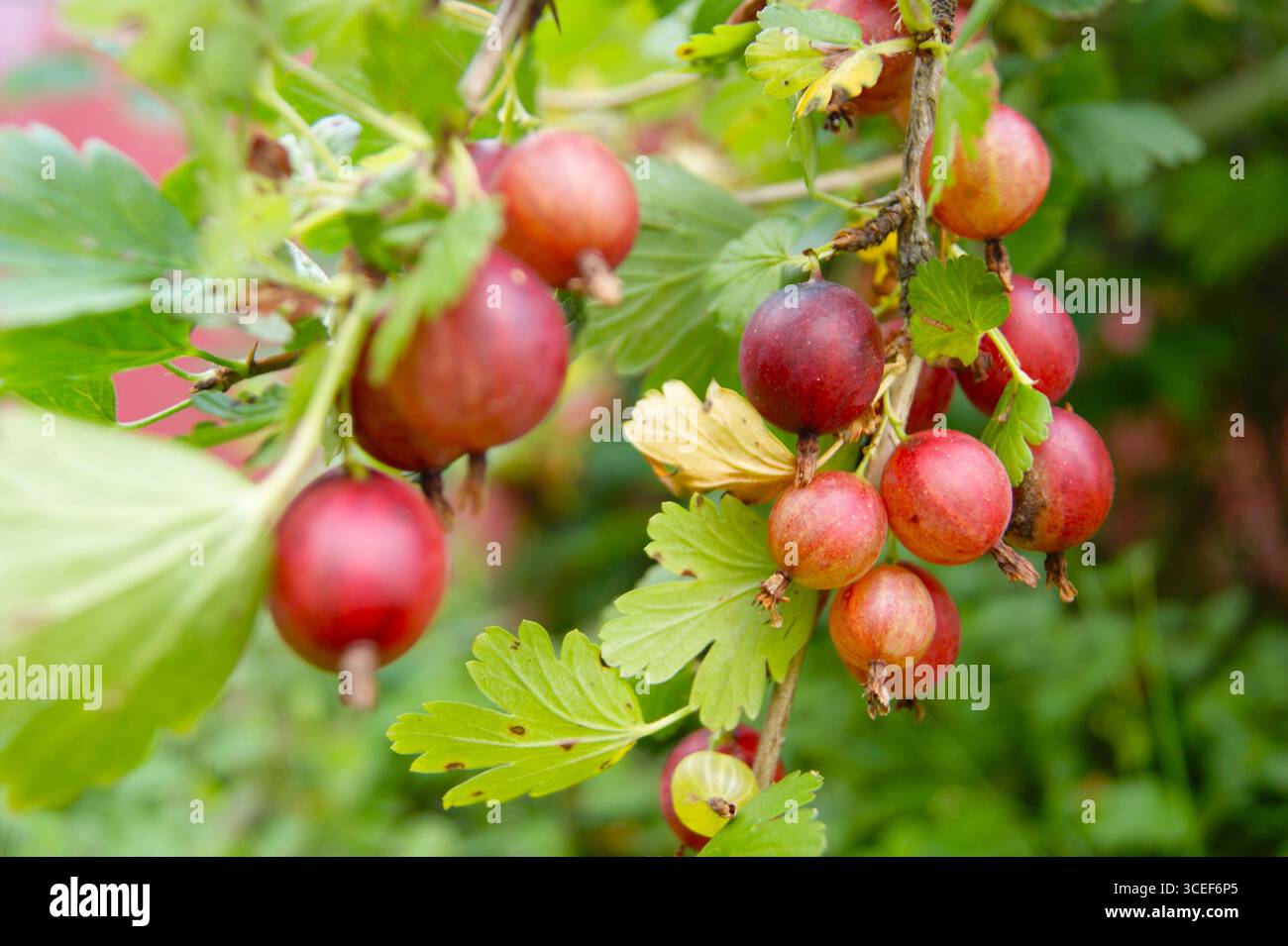 Close-up of ripe red gooseberries on a bush in a sunny garden. The photo shows the generous harvest and freshness of summer berries. - Stock Image