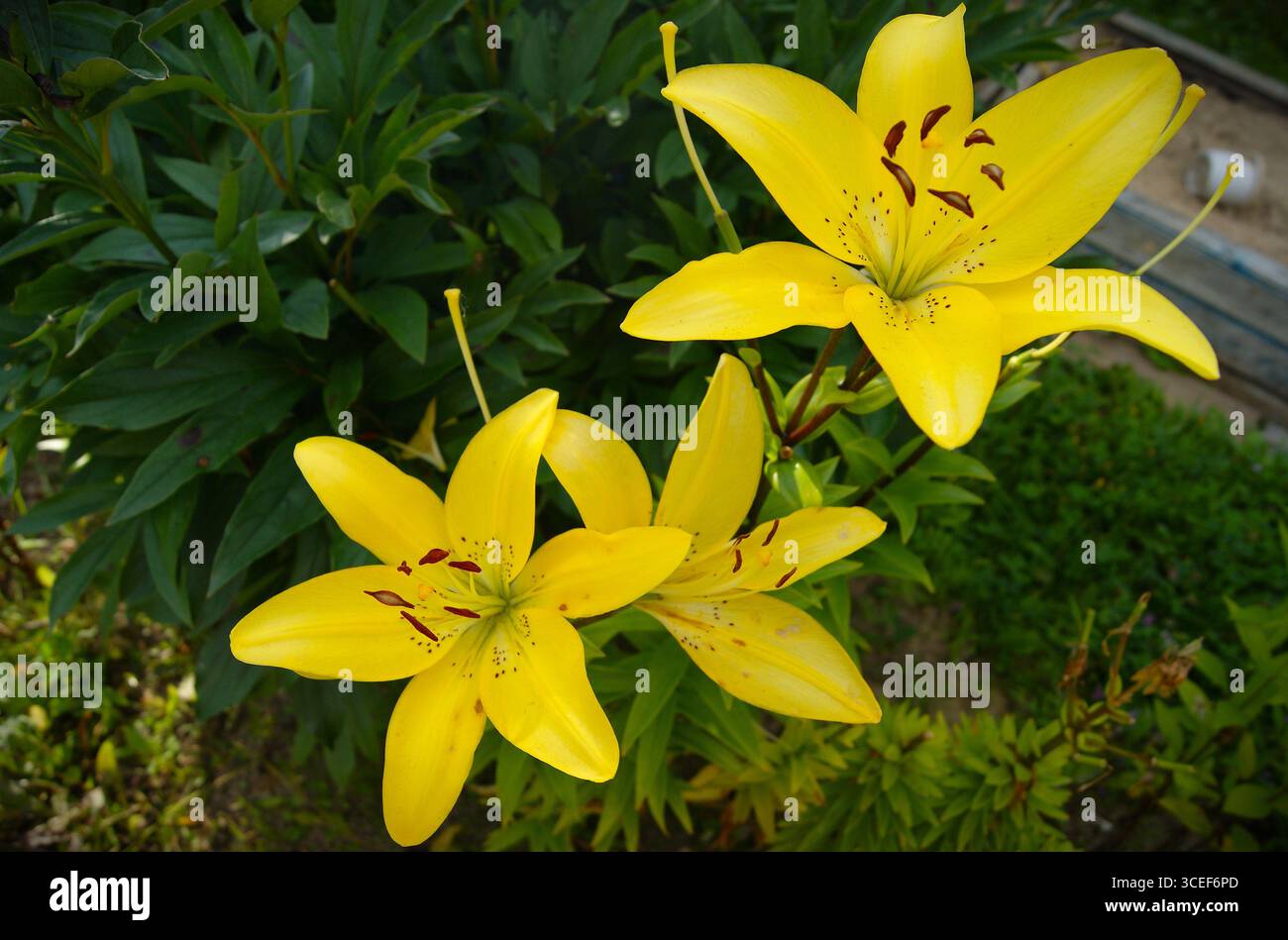 Beautiful yellow lilies in the garden close-up - horizontal photo. For websites, books, postcards. - Stock Image