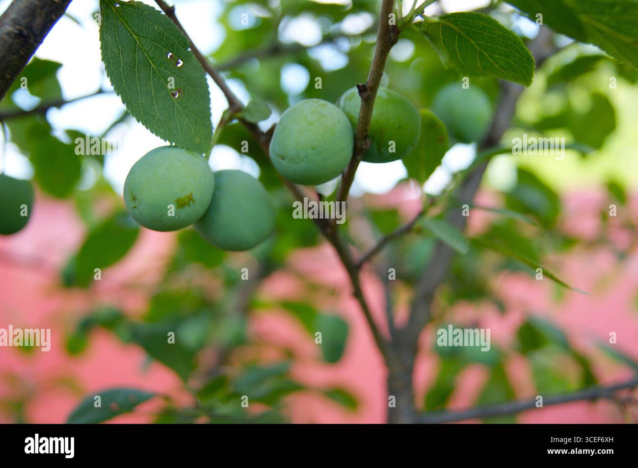 Close-up of green unripe plums on a branch with leaves. Green, natural, fresh look. - Stock Image