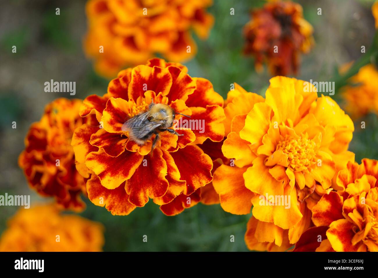 Close-up of a bumblebee collecting nectar from marigolds. Bright summer day in the garden. - Stock Image