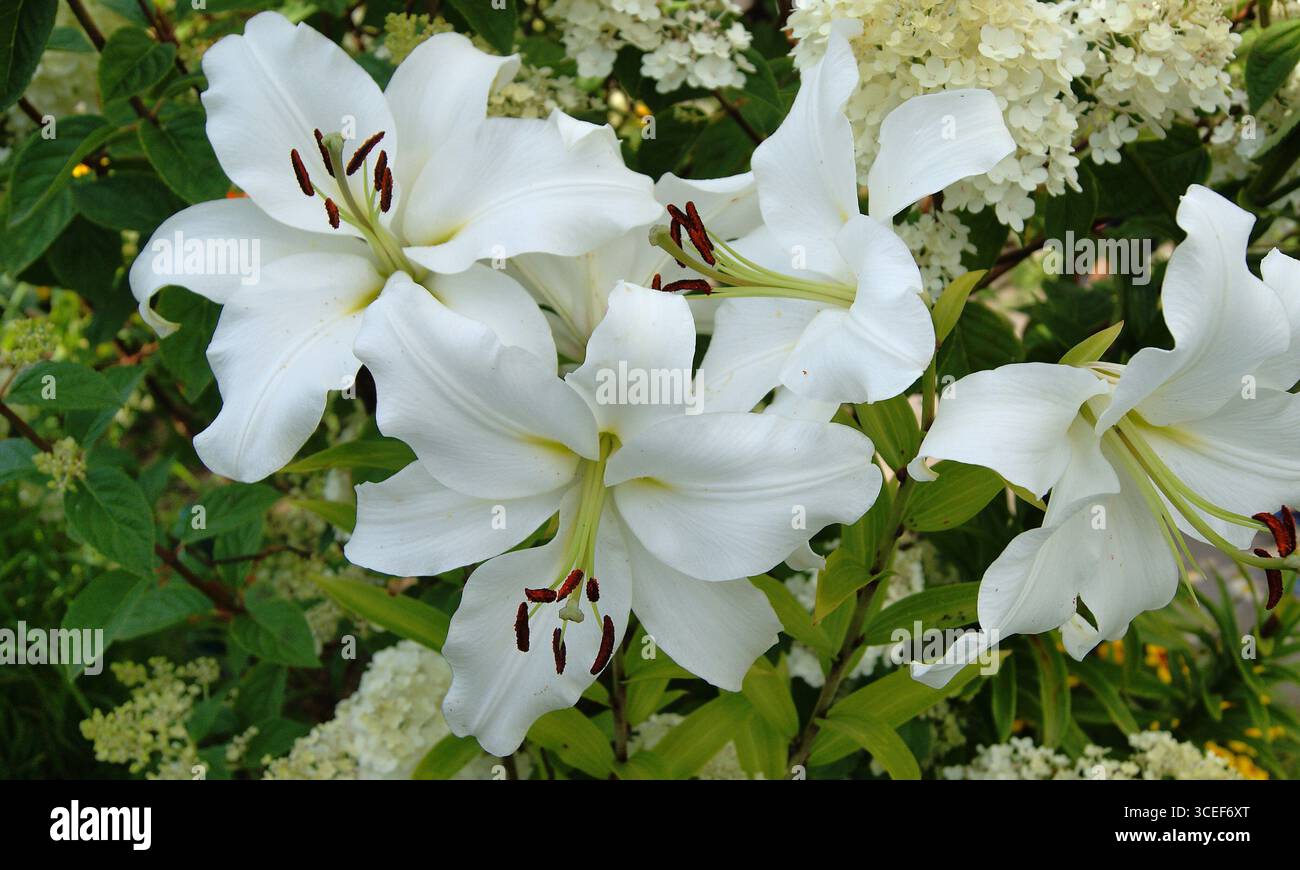 Beautiful white lilies in the garden close-up - horizontal photo. For websites, books, postcards. - Stock Image