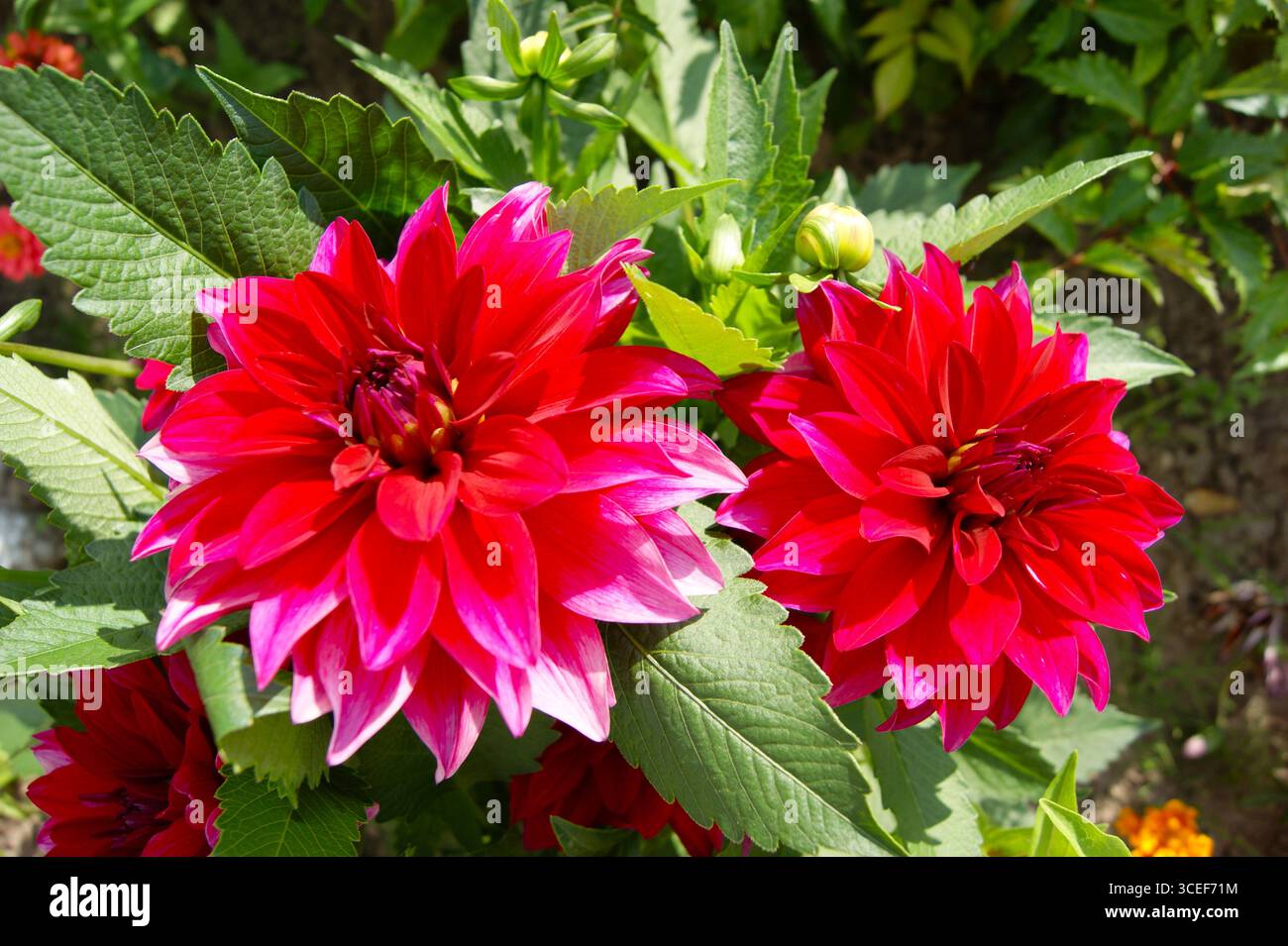A close-up of two vibrant red dahlias with pink-tipped petals in a sunny summer garden. The lush blooms and vibrant colors make this image perfect for decorating websites, blogs, and printed materials. Garden flowers. Summer flowers. Bright flowers. - Stock Image