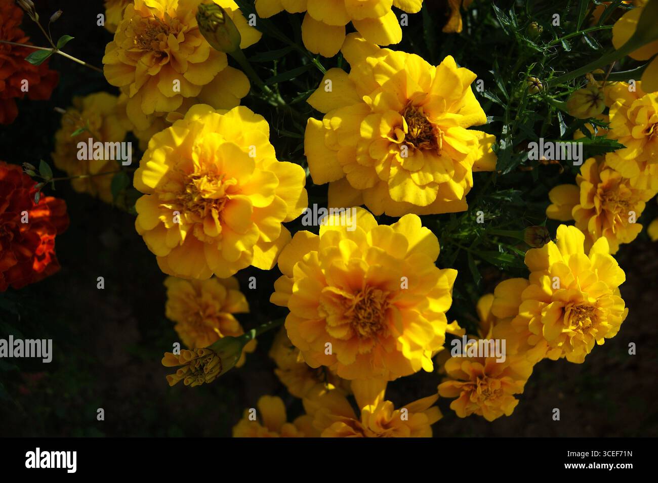 Bright shot of yellow marigolds in a blooming summer garden. Close-up of beautiful flowers. Perfect for use in the design of cards, websites and promotional materials related to summer, garden and nature. Summer flowers. Garden flowers. - Stock Image