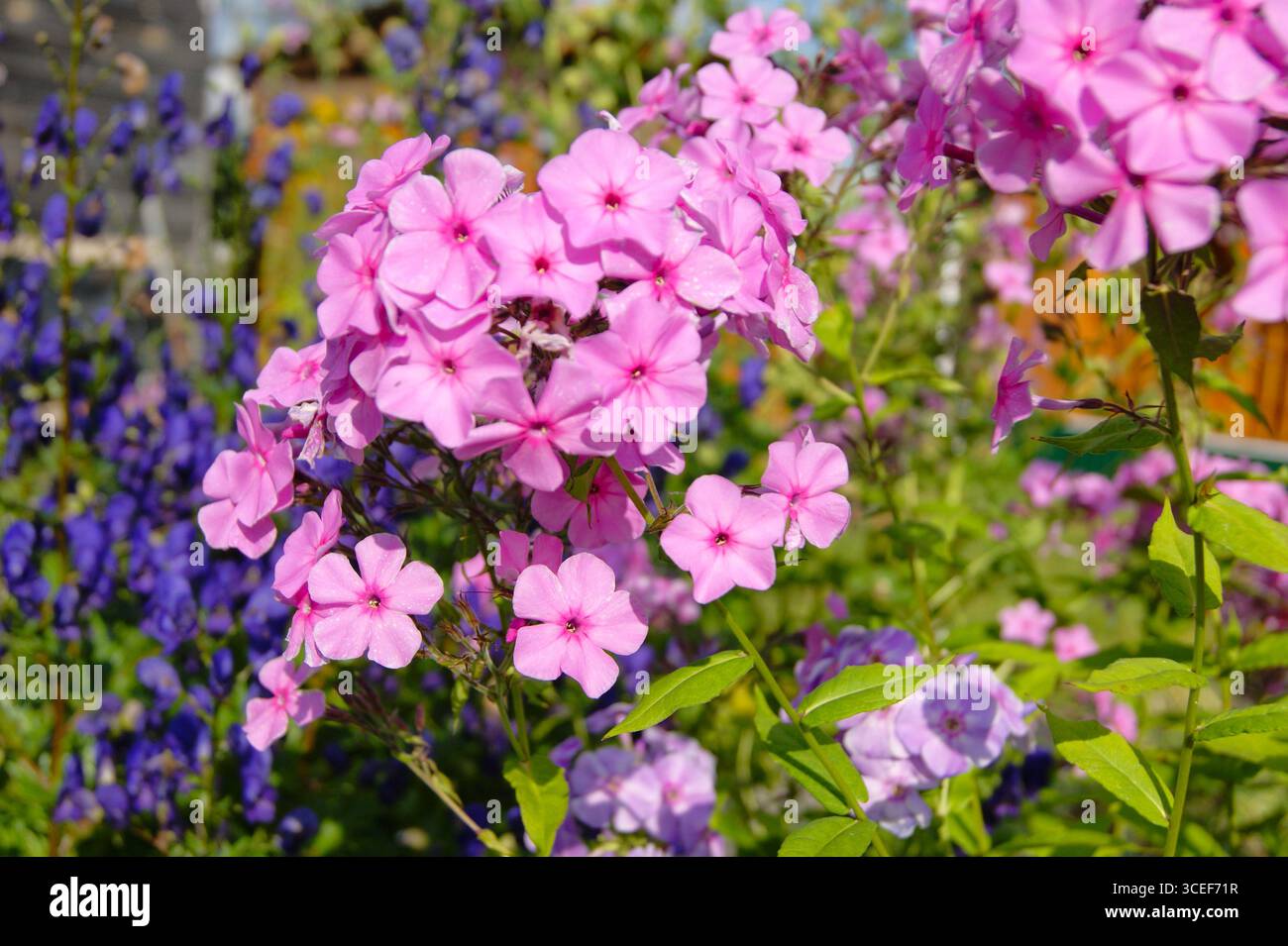 Close-up of bright pink phlox in blooming summer garden. Beautiful background with blurred blue flowers. Perfect for use in design of cards, invitations, websites and promotional materials. Summer flowers. Garden flowers. Blooming garden. - Stock Image