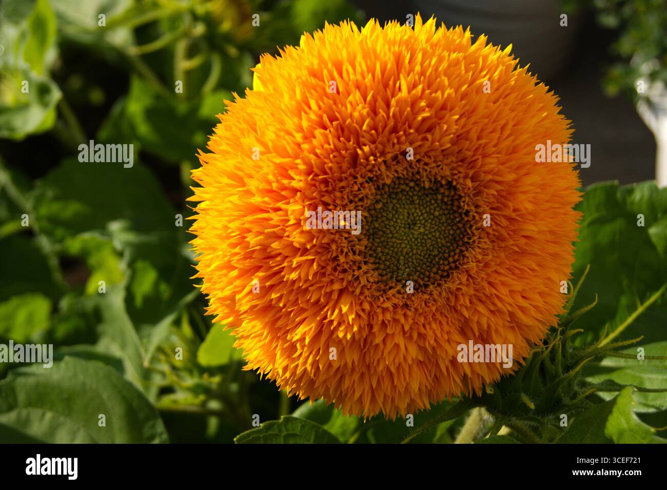 Close-up of a bright yellow double Teddy Bear sunflower in a summer garden. Fluffy and sunny, this flower makes you smile. Perfect for use in children's designs, summer product ads, and gardening blogs. - Stock Image