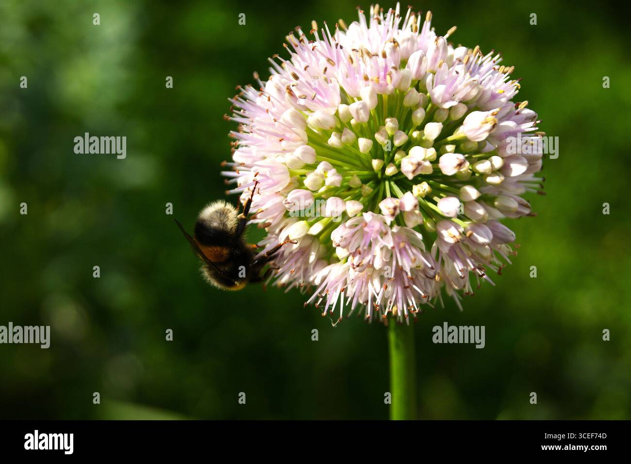 Close-up of a flowering ornamental onion with a bumblebee sitting on it. The photo demonstrates the beauty of a summer garden and the importance of pollinating insects. - Stock Image