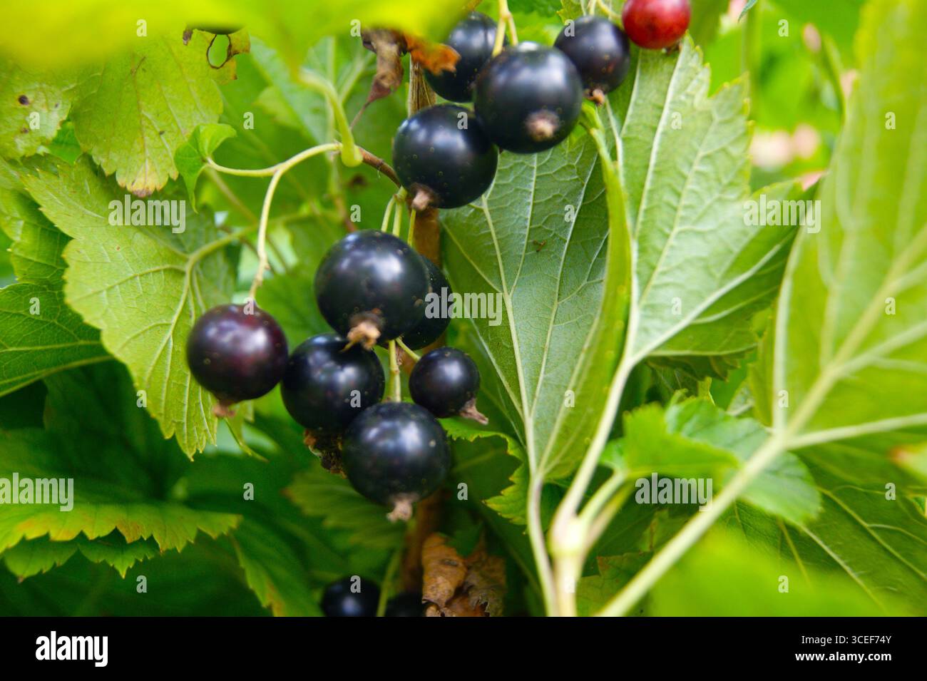 Close-up of ripe blackcurrant on a bush with green leaves. Fresh berries, ready to be picked. - Stock Image