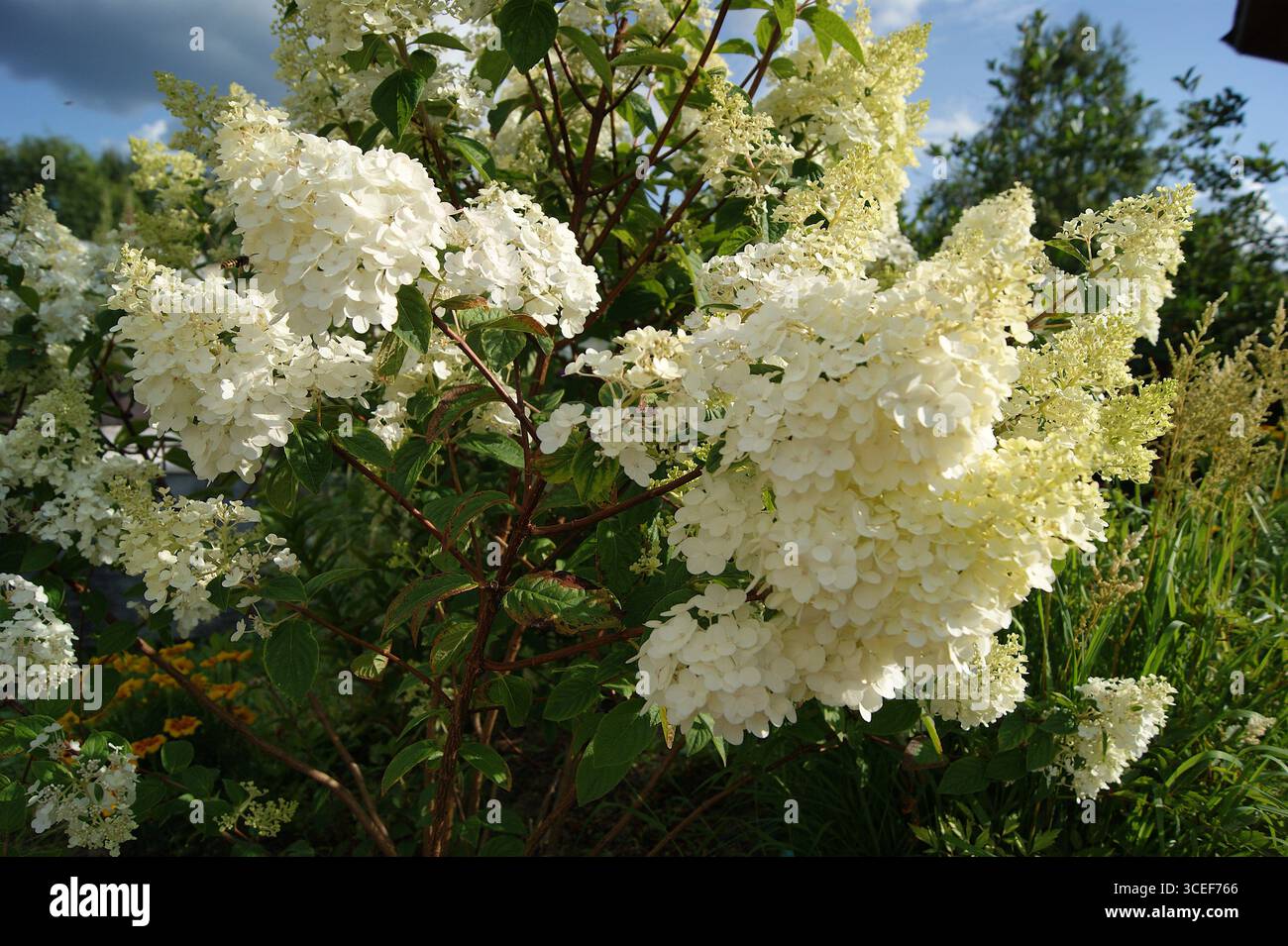 Close-up of white hydrangea paniculata flowers in a summer garden. Beautiful, delicate image for use in website design, postcards, wedding invitations and promotional materials. Summer flowers. Garden flowers. - Stock Image